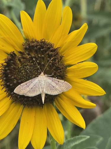 Southern Beet Webworm Moth