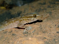 Tarentola boehmei