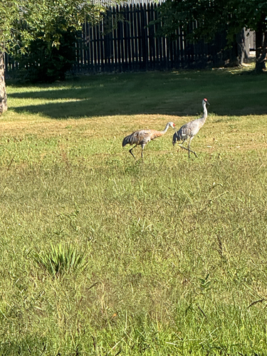 Sandhill Crane