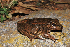 Lithobates neovolcanicus