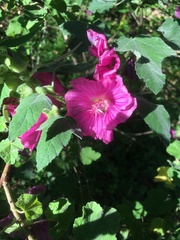 Malva trimestris