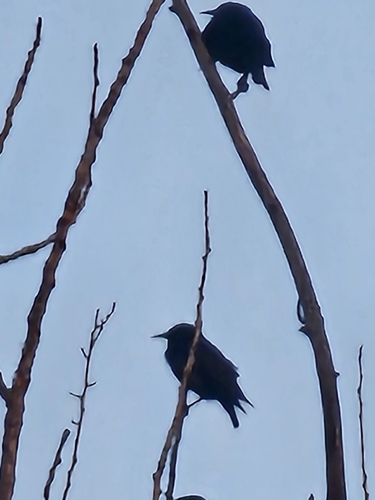 Spotless Starling