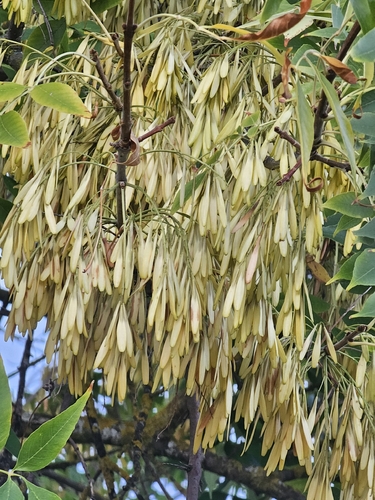 Narrow-leaved Ash