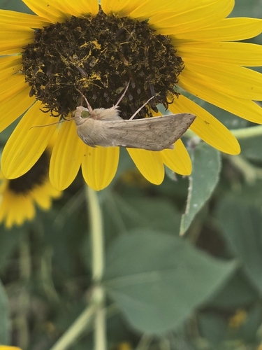 Corn Earworm Moth