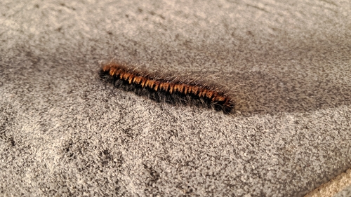Fox Moth