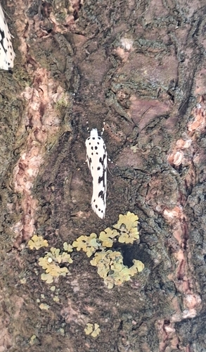 Candidella observed 2026-09-13