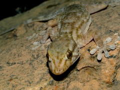 Tarentola boehmei
