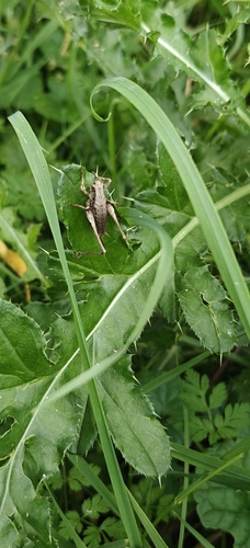 Dark Bush-cricket