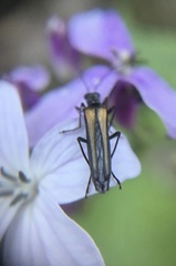 Oedemera pthysica