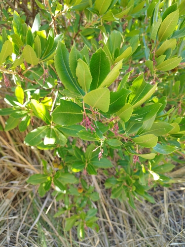 strawberry tree