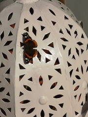 Vanessa atalanta