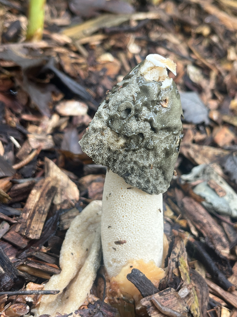 Ravenel's stinkhorn · September 2026 · photo: Photo: no rights reserved · iNaturalist