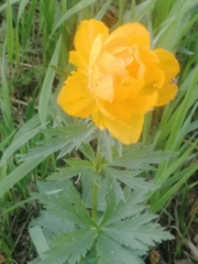 Trollius altaicus