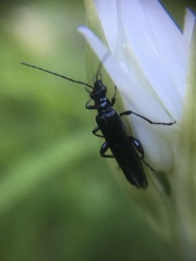 Oedemera tristis