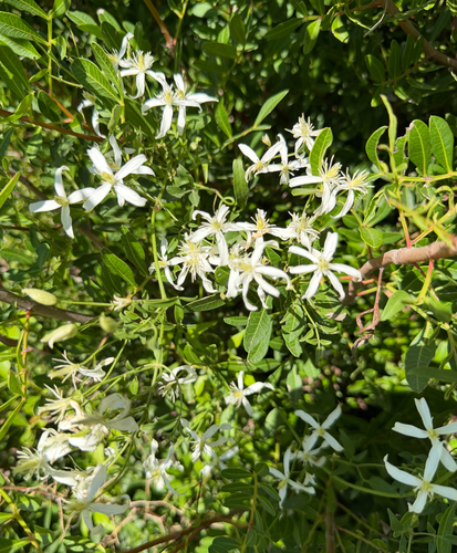 fragrant virgin's-bower