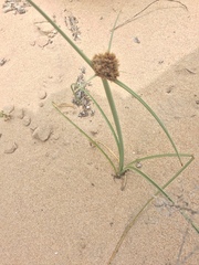 Cyperus capitatus
