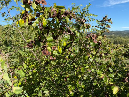 Jerusalem Thorn