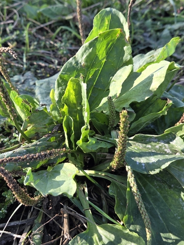 greater plantain
