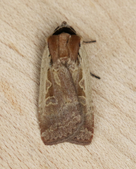 Parabagrotis