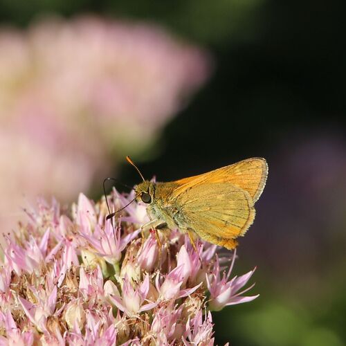 Large Skipper