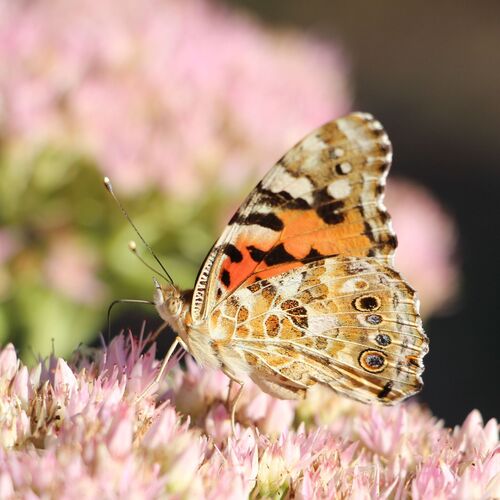 Painted Lady
