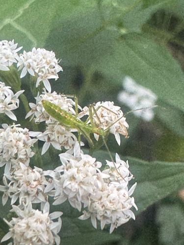 Pale Green Assassin Bug