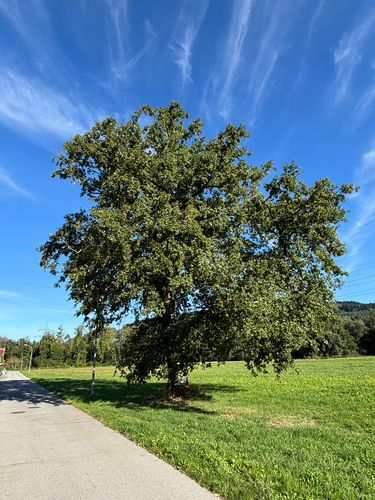 English oak