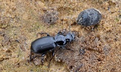 Pterostichus aethiops