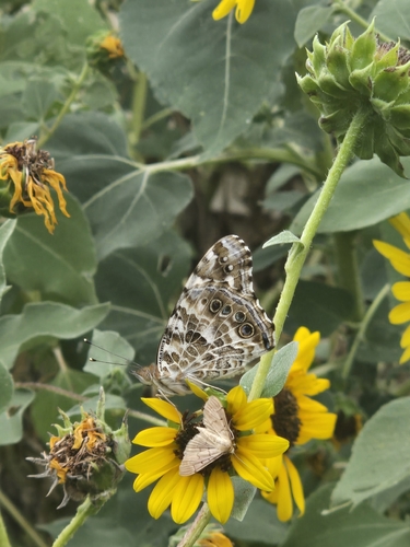 Painted Lady