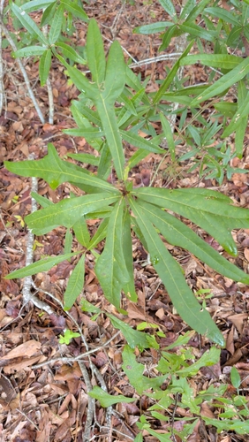 Quercus phellos, photograph 6