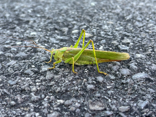 Great Green Bush-cricket