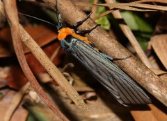 Macrobrochis fukiensis