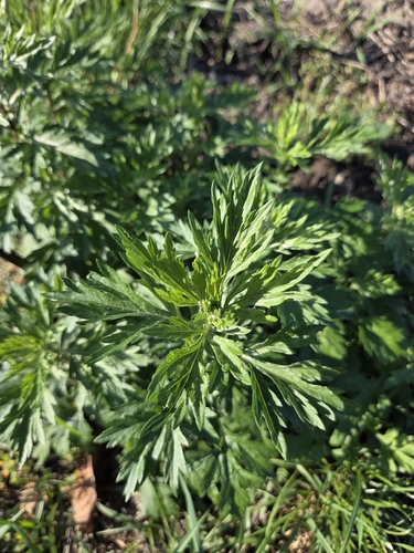 common mugwort
