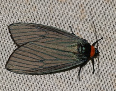 Macrobrochis fukiensis