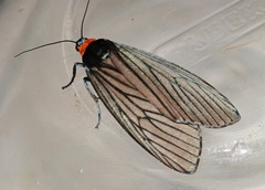 Macrobrochis fukiensis