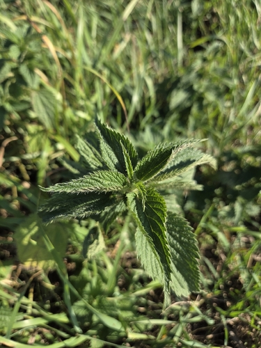 great stinging nettle