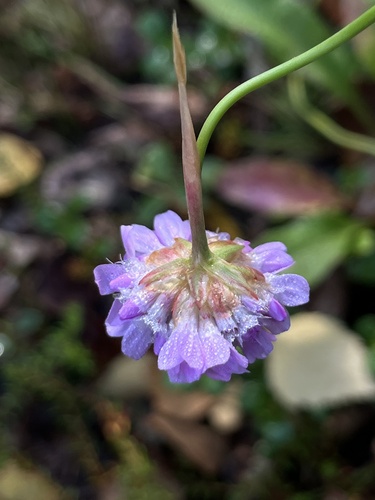 Sea Thrift