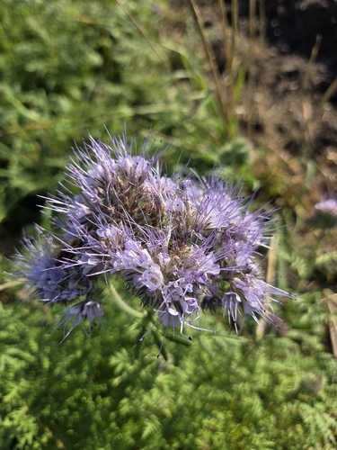 Lacy phacelia
