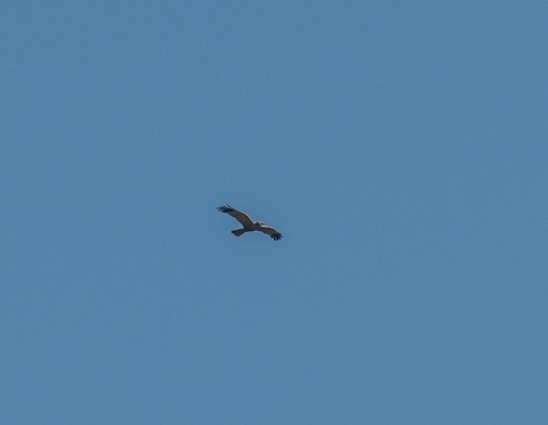Western Marsh Harrier