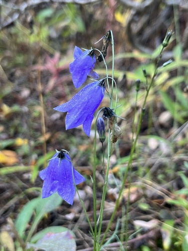 Common Harebell