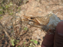 Pituophis deppei