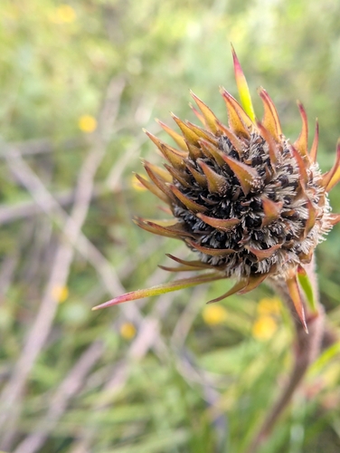 Dasypogon bromeliifolius, photograph 3