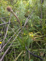 author not stated, no rights reserved Dasypogon bromeliifolius, photograph author not stated, no rights reserved