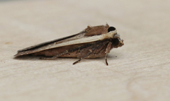 Parabagrotis