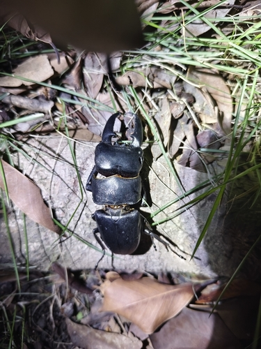 Serrognathus titanus platymelus