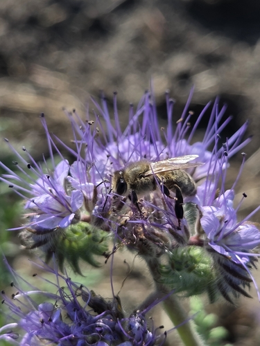 Western Honey Bee