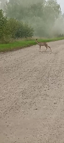 Eastern Roe Deer