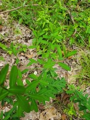 Euphorbia pubentissima