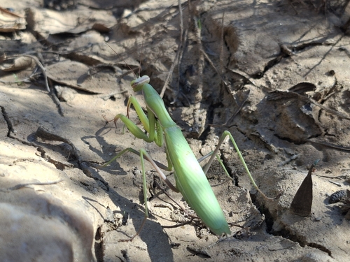 European Mantis