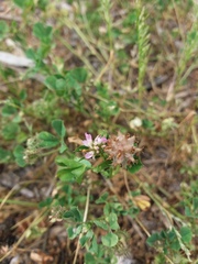 Trifolium resupinatum